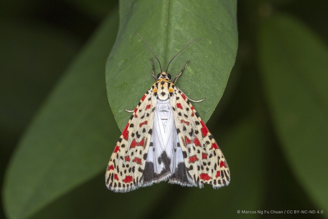 Utetheisa (Utetheisa) lotrix • © Marcus Ng Fu Chuan • CC BY-NC-ND 4.0