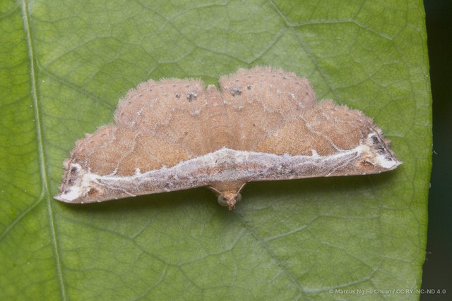 Zurobata vacillans • © Marcus Ng Fu Chuan • CC BY-NC-ND 4.0