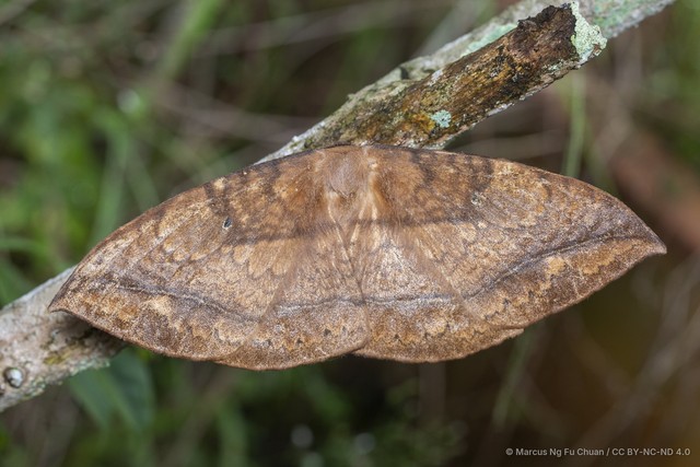 Sphingognatha asclepiades • © Marcus Ng Fu Chuan • CC BY-NC-ND 4.0