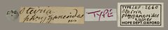 Stictoptera clara • All Rights Reserved Museum Label