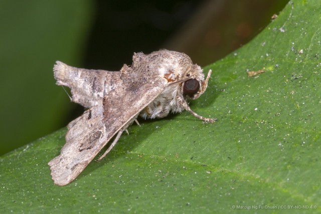 Targalla palliatrix • © Marcus Ng Fu Chuan • CC BY-NC-ND 4.0