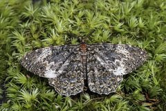 Amblychia hymenaria (Guenée, 1857)