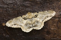 Biston pustulata