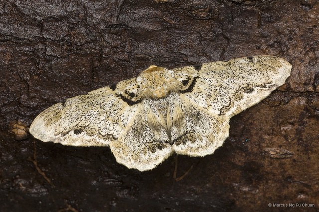 Biston pustulata • © Marcus Ng Fu Chuan • All Rights Reserved