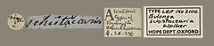 Bulonga schistacearia • All Rights Reserved Museum Label