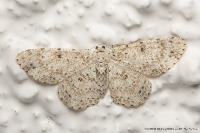 Catoria sublavaria • © Marcus Ng Fu Chuan • CC BY-NC-ND 4.0