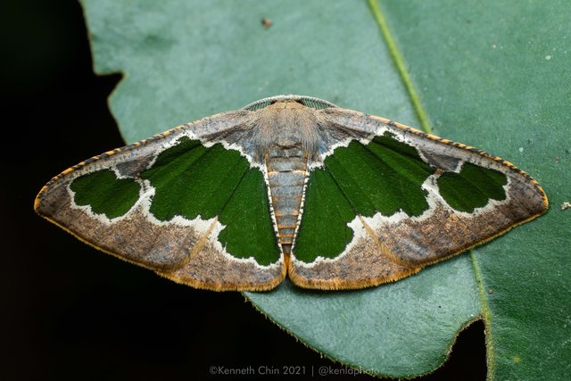Celenna festivaria • © Kenneth Chin • All Rights Reserved
