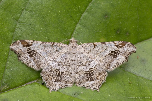 Chiasmia emersaria • © Marcus Ng Fu Chuan • All Rights Reserved