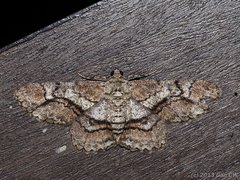 Cleora injectaria