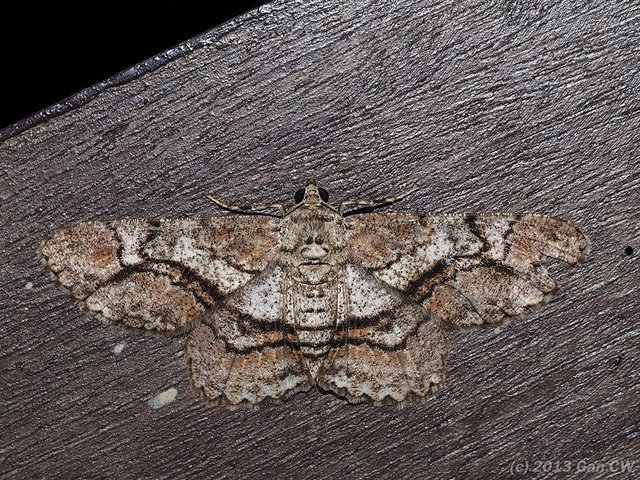 Cleora injectaria • © Gan Cheong Weei • CC BY-NC 4.0