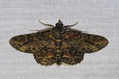 Cleora injectaria • © Gan Cheong Weei • CC BY-NC 4.0