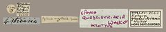 Curbia martiata • All Rights Reserved Museum Label