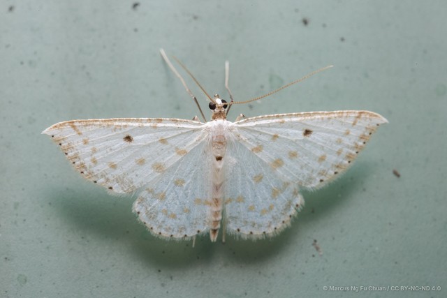 Derambila dentiscripta • © Marcus Ng Fu Chuan • CC BY-NC-ND 4.0