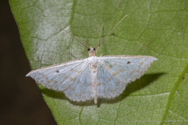 Derambila lumenaria • © Marcus Ng Fu Chuan • CC BY-NC-ND 4.0