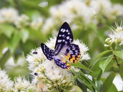 Dysphania glaucescens