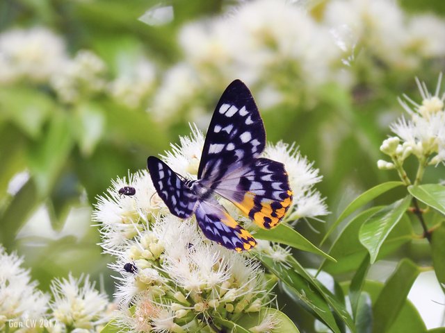 Dysphania glaucescens • © Gan Cheong Weei • CC BY-NC 4.0