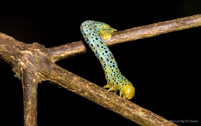 Dysphania malayanus • © Marcus Ng Fu Chuan • All Rights Reserved