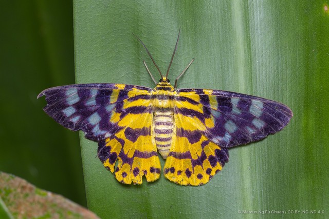 Dysphania subrepleta • © Marcus Ng Fu Chuan • CC BY-NC-ND 4.0