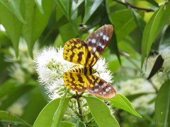 Dysphania subrepleta • © Gan Cheong Weei • CC BY-NC 4.0