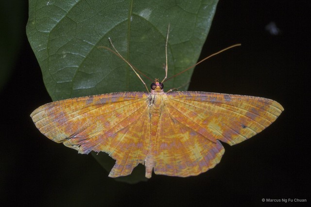 Eumelea ludovicata • © Marcus Ng Fu Chuan • All Rights Reserved