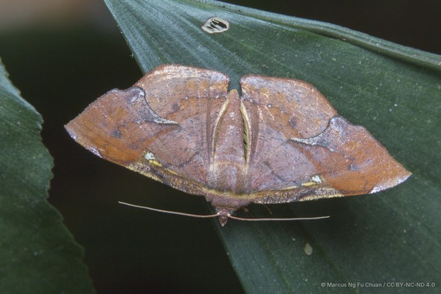 Fascellina chromataria • © Marcus Ng Fu Chuan • CC BY-NC-ND 4.0