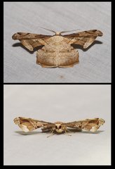 Gonodontis clelia