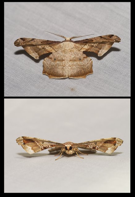 Gonodontis clelia • © Gan Cheong Weei • CC BY-NC 4.0
