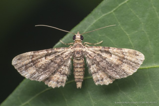 Gymnoscelis fasciata • © Marcus Ng Fu Chuan • CC BY-NC-ND 4.0