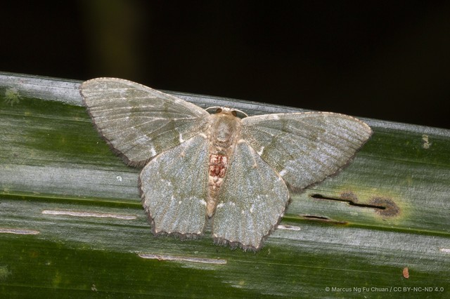Hemithea tritonaria • © Marcus Ng Fu Chuan • CC BY-NC-ND 4.0