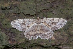 Hypomecis costaria (Guenée)