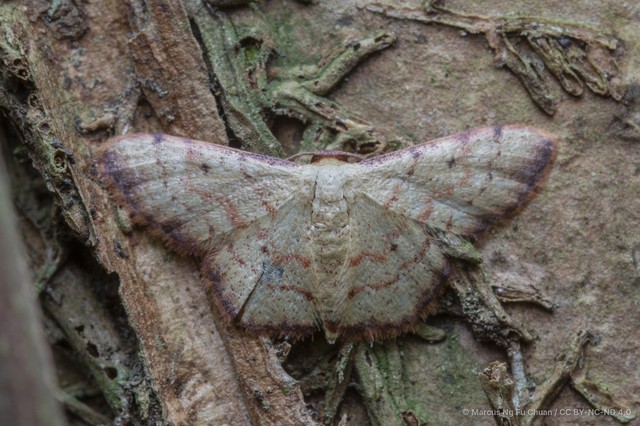 Idaea craspedota • © Marcus Ng Fu Chuan • CC BY-NC-ND 4.0