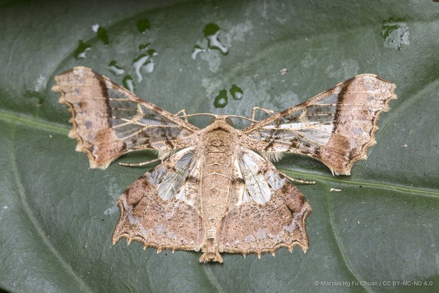 Krananda semihyalina • © Marcus Ng Fu Chuan • CC BY-NC-ND 4.0