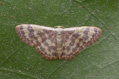 Lophophleps phoenicoptera (Hampson, 1896)
