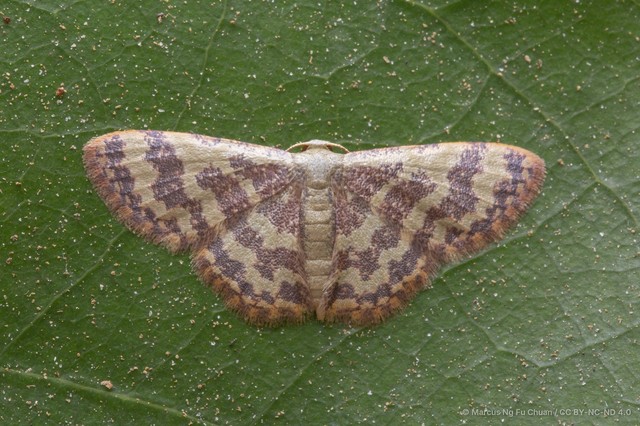 Lophophleps phoenicoptera • © Marcus Ng Fu Chuan • CC BY-NC-ND 4.0