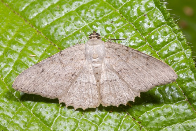 Luxiaria acutaria • © Marcus Ng Fu Chuan • CC BY-NC-ND 4.0