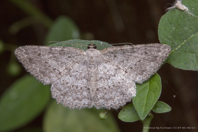 Luxiaria submonstrata • © Marcus Ng Fu Chuan • CC BY-NC-ND 4.0