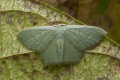 Maxates melancholica (Prout, 1912)