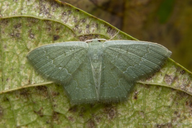 Maxates melancholica • © Marcus Ng Fu Chuan • CC BY-NC-ND 4.0