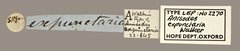 Mesotrophe intortaria • All Rights Reserved Museum Label