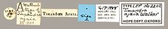 Noreia ajaia • All Rights Reserved Museum Label