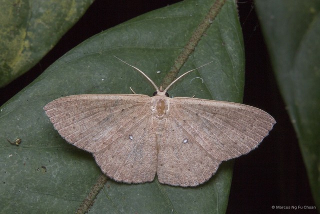 Perixera argentosa • © Marcus Ng Fu Chuan • All Rights Reserved
