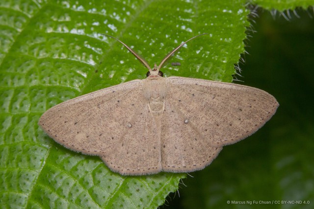 Perixera clandestina • © Marcus Ng Fu Chuan • CC BY-NC-ND 4.0