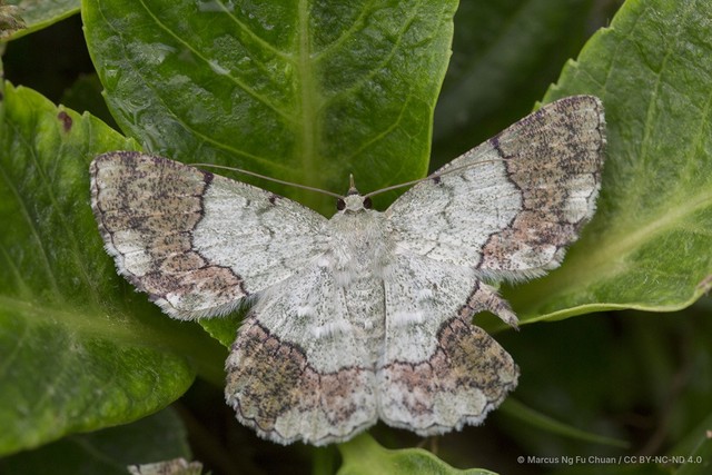 Pingasa ruginaria • © Marcus Ng Fu Chuan • CC BY-NC-ND 4.0
