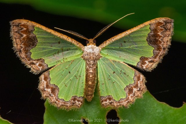 Zamarada denticulata • © Kenneth Chin • All Rights Reserved