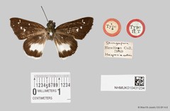 Acerbas anthea • © Wan FA Jusoh • CC BY 4.0