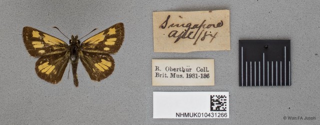 Ampittia dioscorides camertes
