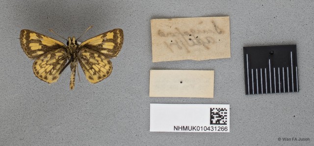 Ampittia dioscorides camertes