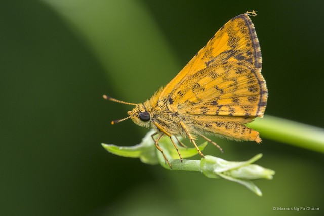 Ampittia dioscorides camertes • © Marcus Ng Fu Chuan • All Rights Reserved