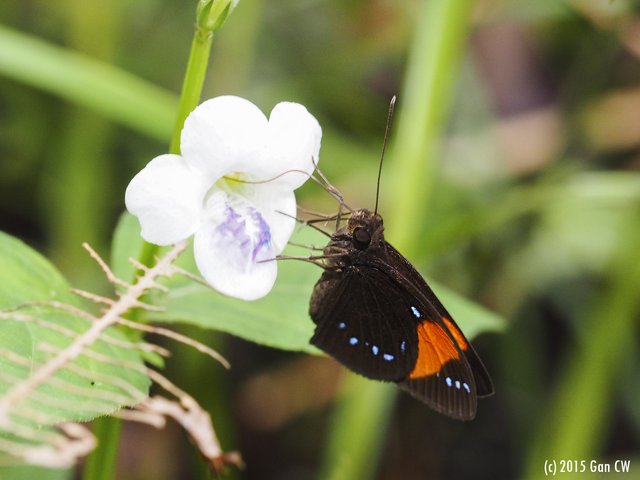 Ancistroides gemmifer • © Gan Cheong Weei • CC BY-NC 4.0