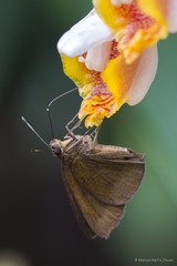 Ancistroides nigrita maura